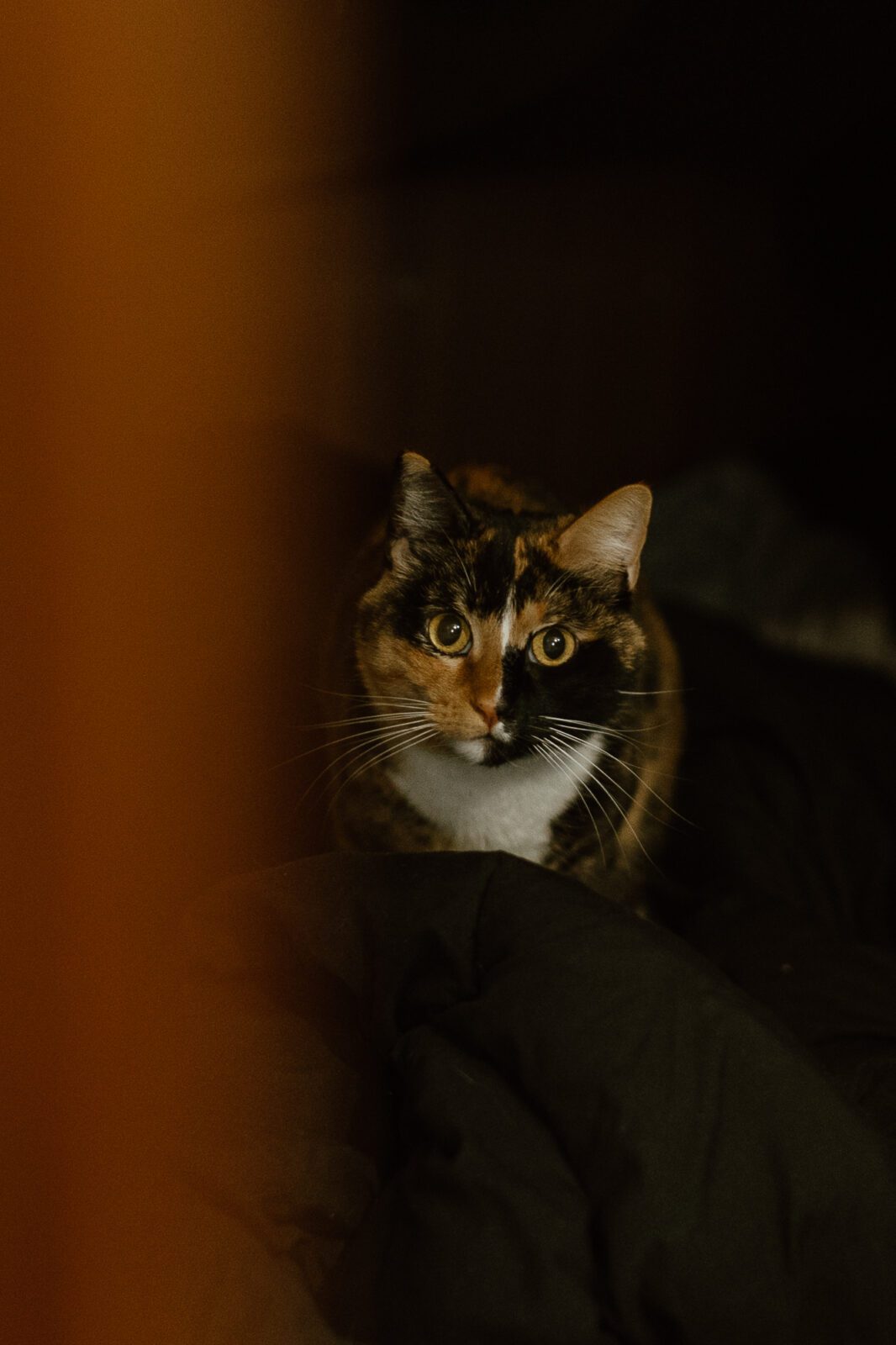 calico cat