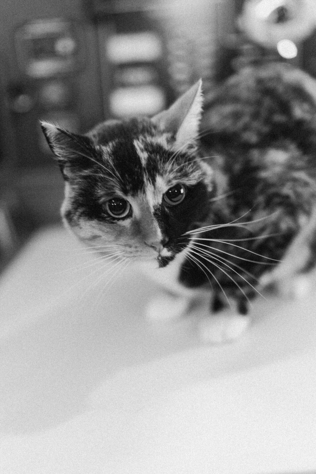 calico cat, black and white, sailing with phoenix