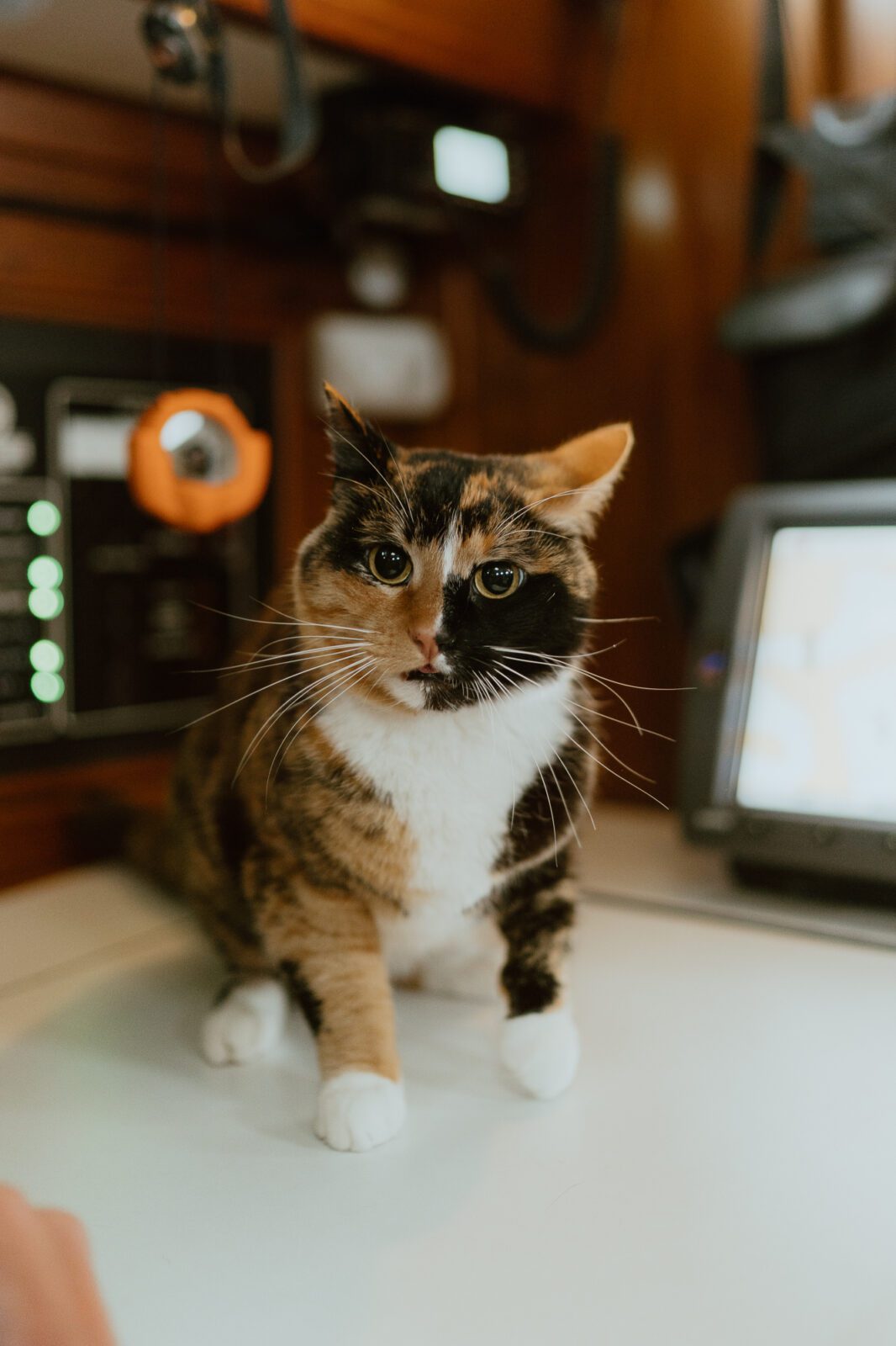 calico cat inside sailboat sailing with phoenix