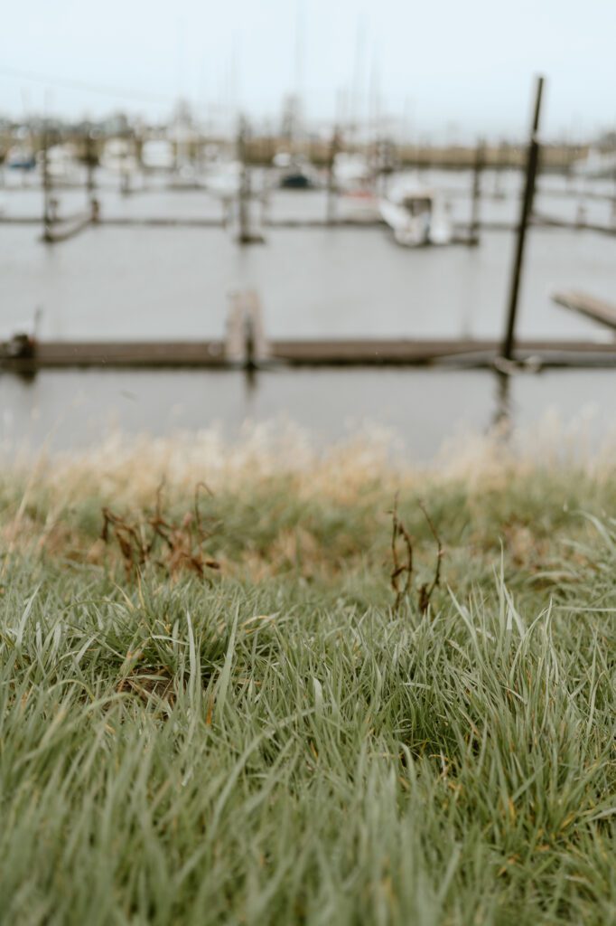 marina and grass